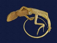 Swinhoe’s tree lizard Collection Image, Figure 6, Total 7 Figures